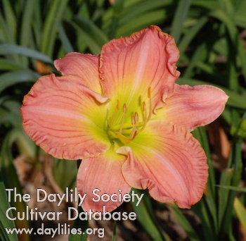 Daylily Great Expression